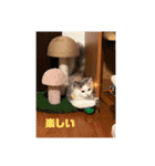 もっちゃみスタンプ（個別スタンプ：17）