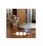 もっちゃみスタンプ（個別スタンプ：22）