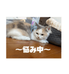 もっちゃみスタンプ（個別スタンプ：23）
