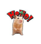 HamPacino（ハムパチーノ） 3（個別スタンプ：1）