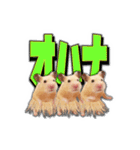 HamPacino（ハムパチーノ） 3（個別スタンプ：11）
