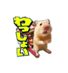HamPacino（ハムパチーノ） 3（個別スタンプ：23）