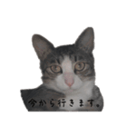 QUEUE予約用スタンプ（個別スタンプ：4）