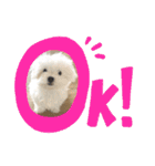 白いもこもこ犬ぺぺまるスタンプ（個別スタンプ：1）