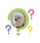 白いもこもこ犬ぺぺまるスタンプ（個別スタンプ：2）