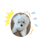 白いもこもこ犬ぺぺまるスタンプ（個別スタンプ：5）