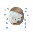 白いもこもこ犬ぺぺまるスタンプ（個別スタンプ：6）