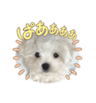 白いもこもこ犬ぺぺまるスタンプ（個別スタンプ：7）