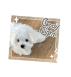 白いもこもこ犬ぺぺまるスタンプ（個別スタンプ：8）