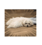 白いもこもこ犬ぺぺまるスタンプ（個別スタンプ：9）
