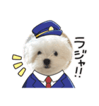 白いもこもこ犬ぺぺまるスタンプ（個別スタンプ：10）