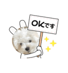 白いもこもこ犬ぺぺまるスタンプ（個別スタンプ：13）