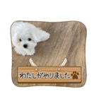 白いもこもこ犬ぺぺまるスタンプ（個別スタンプ：14）