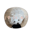 白いもこもこ犬ぺぺまるスタンプ（個別スタンプ：15）