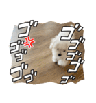 白いもこもこ犬ぺぺまるスタンプ（個別スタンプ：16）