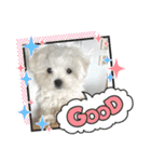 白いもこもこ犬ぺぺまるスタンプ（個別スタンプ：17）