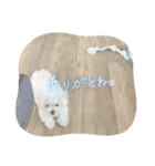 白いもこもこ犬ぺぺまるスタンプ（個別スタンプ：18）