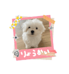 白いもこもこ犬ぺぺまるスタンプ（個別スタンプ：19）