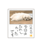 白いもこもこ犬ぺぺまるスタンプ（個別スタンプ：20）