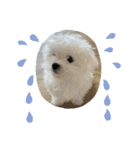 白いもこもこ犬ぺぺまるスタンプ（個別スタンプ：21）