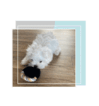 白いもこもこ犬ぺぺまるスタンプ（個別スタンプ：22）