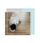白いもこもこ犬ぺぺまるスタンプ（個別スタンプ：23）