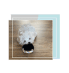 白いもこもこ犬ぺぺまるスタンプ（個別スタンプ：24）