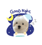 白いもこもこ犬ぺぺまるスタンプ（個別スタンプ：25）