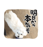 白いもこもこ犬ぺぺまるスタンプ（個別スタンプ：27）