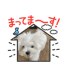白いもこもこ犬ぺぺまるスタンプ（個別スタンプ：28）