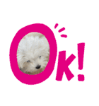 白いもこもこ犬ぺぺまるスタンプ（個別スタンプ：29）