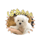 白いもこもこ犬ぺぺまるスタンプ（個別スタンプ：31）