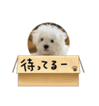 白いもこもこ犬ぺぺまるスタンプ（個別スタンプ：32）