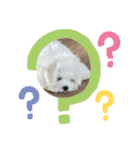 白いもこもこ犬ぺぺまるスタンプ（個別スタンプ：33）