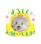 白いもこもこ犬ぺぺまるスタンプ（個別スタンプ：36）