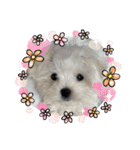 白いもこもこ犬ぺぺまるスタンプ（個別スタンプ：37）
