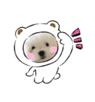 白いもこもこ犬ぺぺまるスタンプ（個別スタンプ：39）