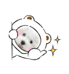 白いもこもこ犬ぺぺまるスタンプ（個別スタンプ：40）