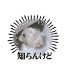 ブルーサファイアのおこめちゃん（個別スタンプ：5）