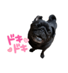 ペグちん（個別スタンプ：1）