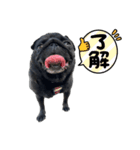 ペグちん（個別スタンプ：5）