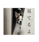 なつ丸まで（個別スタンプ：22）