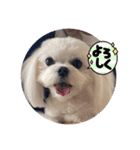 可愛いcoco、こと（個別スタンプ：1）