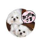 可愛いcoco、こと（個別スタンプ：3）
