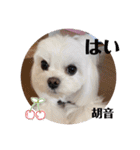 可愛いcoco、こと（個別スタンプ：5）