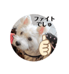 可愛いcoco、こと（個別スタンプ：7）
