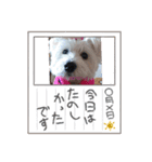 可愛いcoco、こと（個別スタンプ：9）