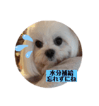 可愛いcoco、こと（個別スタンプ：15）