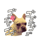 frenchie_mugi #06（個別スタンプ：1）