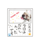 frenchie_mugi #06（個別スタンプ：4）